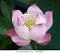 Profile picture of Lotus_flower21