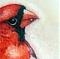 প্রোফাইল ছবি Cardinal