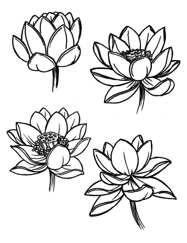 asian flowers  (44)